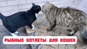 Кошки и рыбные котлеты. Будут ли есть? Проверяем на бездомных животных.