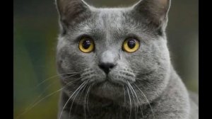 Картезианская кошка