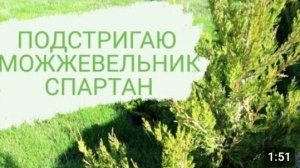 ПОДСТРИГАЮ МОЖЖЕВЕЛЬНИК СПАРТАН🌲