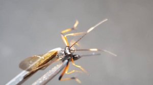 거대한 독침을 가진 벌에 쏘인다면? [맵시벌] Stung by a Ichneumon fly