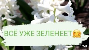 ВСЁ УЖЕ ЗЕЛЕНЕЕТ🤗 28.04.2022