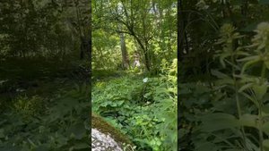 Два кузбасских парня пилят сухое дерево (диаметр 57 см) гипкой пилой двухручкой.