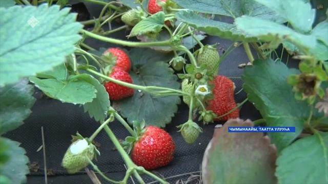 Розалия Прокопьева өлгөм үүнүүлээх клубниката.