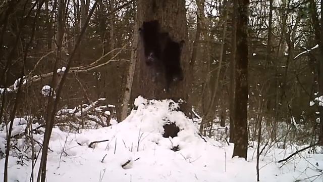 Медведица с медвежатами забираются в берлогу смотреть онлайн