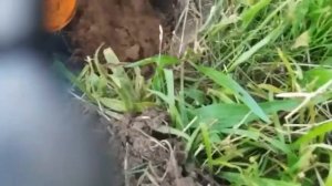 Я переселил лесных муравьёв к нам на участок