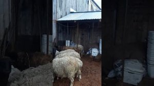 отара на продажу