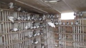 Будапештские высоколетные голуби 4