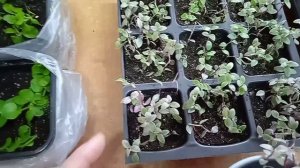 Что черенкую в конце января. Обзор.