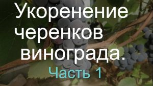 Основные ошибки совершаемые при постановки  черенков "на воду."