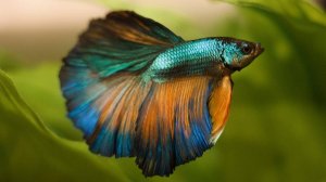 Аквариум для начинающих НЕРЕСТ ПЕТУШКОВ Посадка на нерест петушков