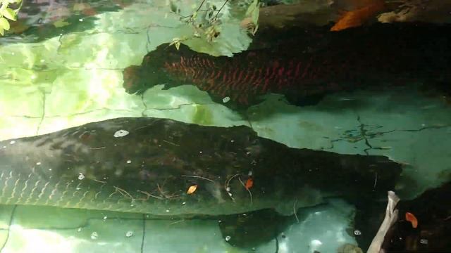 Arapaima Gigas In Fish Pond