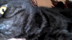 Вислоухий плоскомордыш Принц / Bonus video # 1