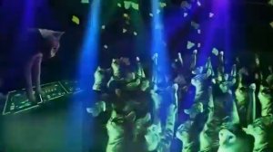 Дискотека котов