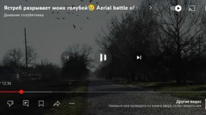ЯСТРЕБ АТАКУЕТ ГОЛУБЕЙ ОБЗОР ВИДЕО ДНЕВНИК ГОЛУБЯТНИКА