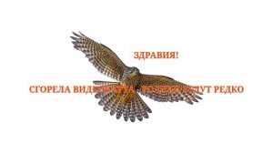 Сгорела видеокарта - ролики будут редко