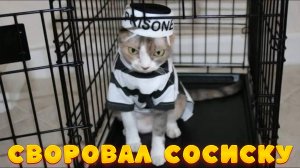 😺 Мам, тётка из Африки приехала! 🐈 Видео смешных котов и котят для хорошего настроения! 😻 Прикол