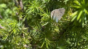 アリオンゴマシジミMaculinea arion /Phengaris arion (Large Blue) 2023/06/30 Trigrad Altitude 1250m Bulgaria