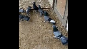 Голуби в Баку широкохвостые