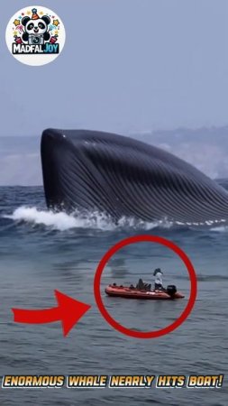 Enormous Whale Nearly Hits Boat! You Won't Believe What Happens Next #amazing #movie