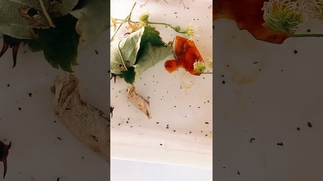 ЩИПАВКИ, ВУХОВЕРТКИ, КИЇВ, УКРАЇНА. Are common earwigs pests or not Forficula auricularia Dermapter