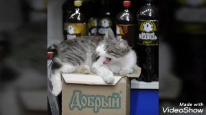 Коты + Мемы = Большие мемы с котами