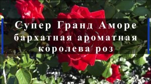 Супер Гранд Аморе - бархатная ароматная королева роз.