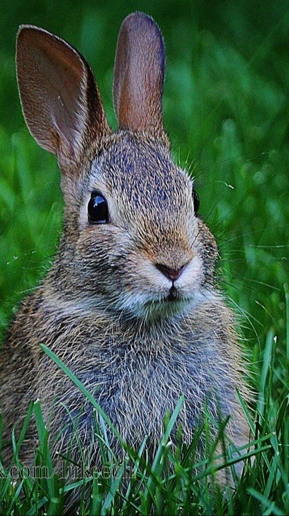 Встретили дикого зайца в глухом лесу . смотреть онлайн