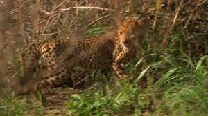 "Zоопарк": "Гепарды  Подрастающее поколение"