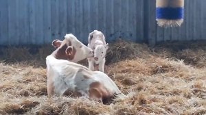 Первые шаги новорождённого теленка