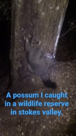 Possum in Horoeka reserve. Feral Possum Control