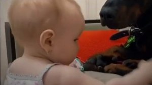 малыш хочет поиграть с яйцами собаки видио