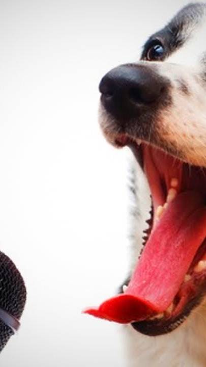 Взрослые люди , а всё туда же )))) ( Пёс мой ) смотреть онлайн