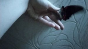 Обзор про бабочку (парусник Румянцева)