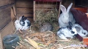 Крольчатам Бабочка+Белый паннон 1 месяц