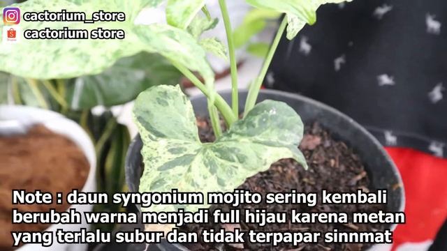 SYNGONIUM MOJITO | Jenis-jenis syngonium unik beserta harga syngonium dan cara perawatan syngonium