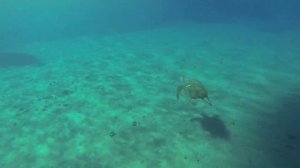 Loggerhead Sea Turtle - Greece