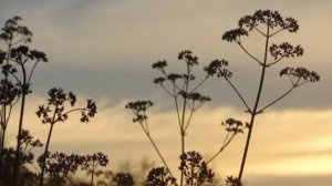 "И как музыка слышится здесь тишина" фильм Натальи Басмановой о родине Сергея Рахманинова