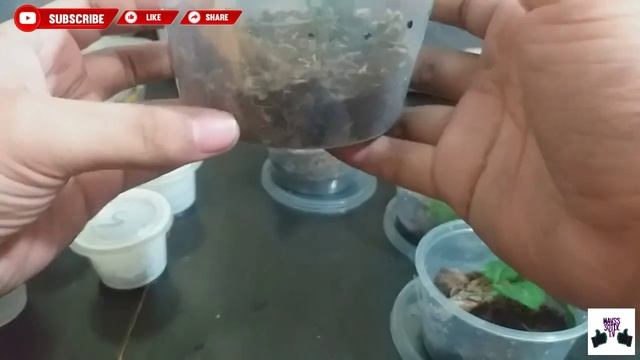 UNBOXING plus REHOUSING TARANTULA SLING | ang angas ng new sling | MAVS'S SOTIK T.V