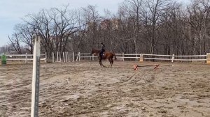 VLOG с конюшни