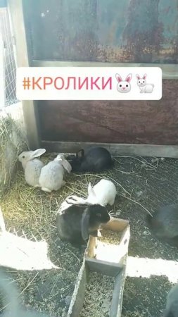 кролики в загоне