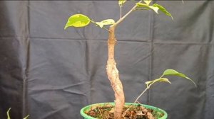 √3 фикус 126 Бенджамина (Бонсай)