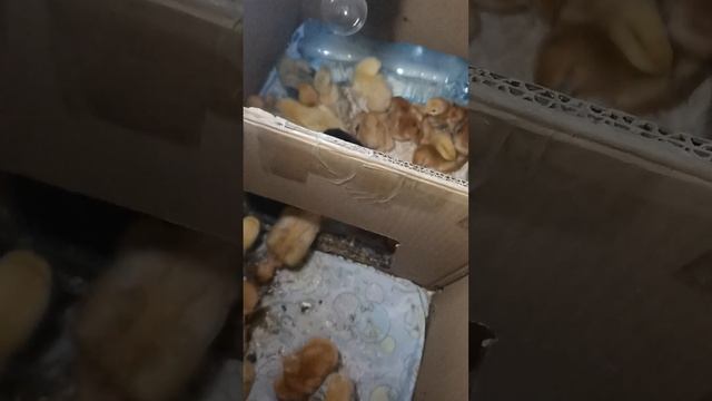 Пятидневные  цыплята мясо-яичной породы Мастер-Грей, Ред-Бро, Испанка Голошейка, Радуга, Триколор.