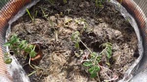 4 июня 2020г. Томат Монгольский карлик в мешках и парнике. Эксперимент. Сравнение. Продолжение.