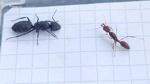 Odontomachus rixosus (China) vs Camponotus vagus (Russia) 25.08.2023