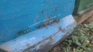 19 октября пчелы несут обножку. Облет пчел. 19.10.2019.