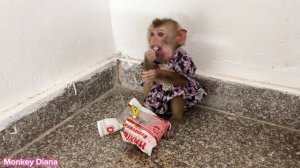 monkey Diana is angry with her mother because she doesn't get candy.