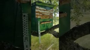 Рой или разведчицы?