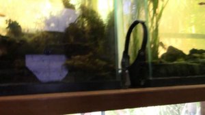 FATHER FISH'S NEW STUDIO/FISH ROOM