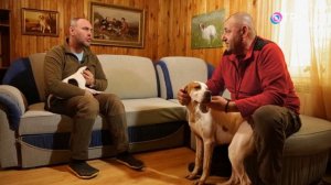 АНГЛИЙСКИЙ ПОЙНТЕР