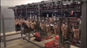 736-250: P.P.H.U. Szlachet-Stal automatic poultry cutting line with 2 weighing and sorting modules
